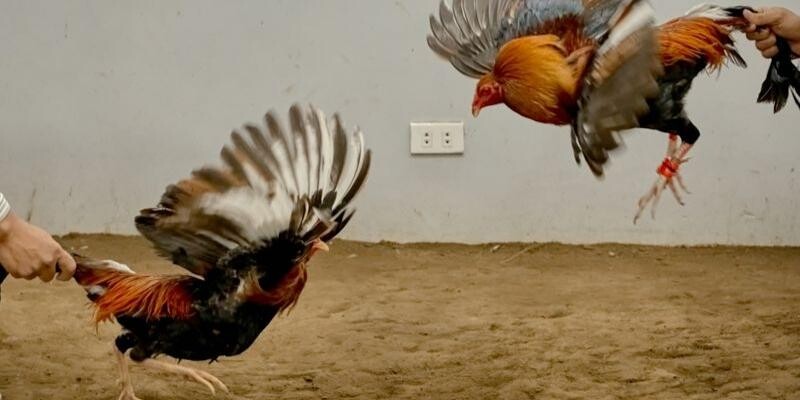 Bí quyết chơi đá gà tre giành thắng bất bại