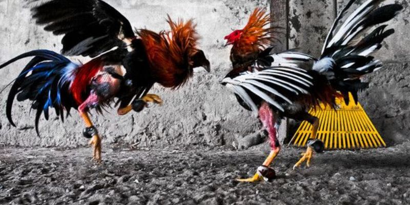 Hình thức chọi kê cựa dao nảy lửa