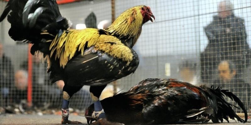 Những mẹo khi chơi đá gà cựa sắt thành công cho hội viên Những mẹo khi chơi đá gà cựa sắt thành công cho hội viên